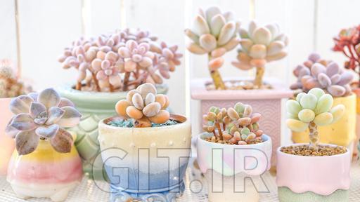 اصول مراقبت از گیاهان Succulent: باغی رنگارنگ پرورش دهید