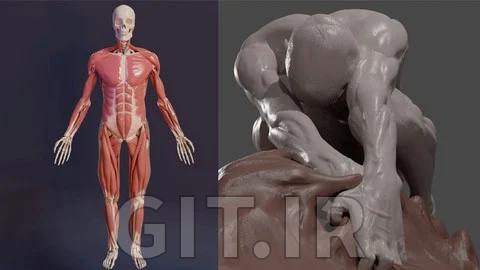آناتومی سه‌بعدی: اسکالپتینگ در Blender: تسلط به فیگور انسان