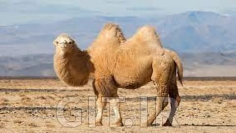 دوره Apache Camel: چگونه شروع کار کنیم؟ دوره Apache Camel: چگونه شروع کار کنیم؟