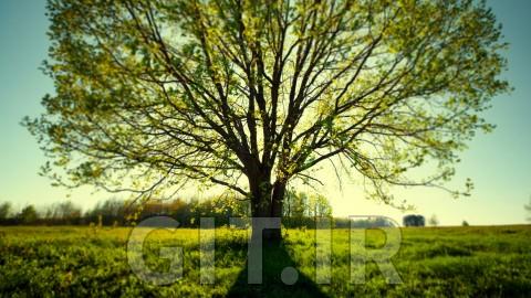 بررسی در شجرهنامه خانوادگی: شروع کار در تبارشناسی