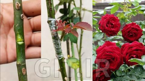تسلط به تکنیک‌های کلونینگ و پیوندزنی