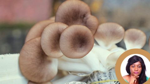 مسترکلاس پرورش قارچ Oyster