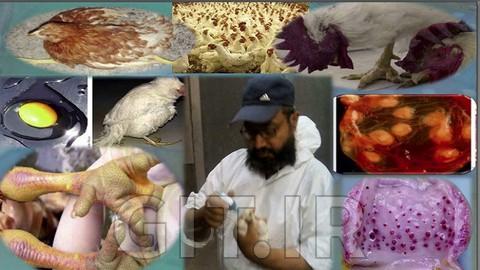 بیماری های ویروسی پرورش طیور صنعت طیور را تهدید می کند