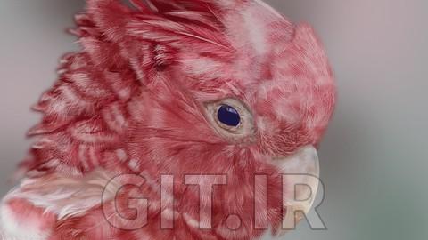 آموزش Procreate: رسم یک پرنده واقعگرایانه (طراحی دیجیتال روی iPad)
