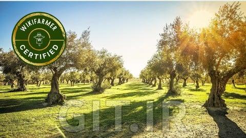 تولید پایدار روغن زیتون، کیفیت و اقتصاد