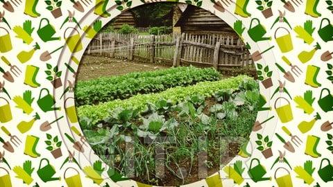 راهنمای مبتدی برای باغبانی سبزیجات