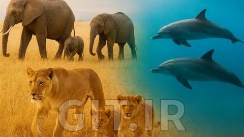 اتولوژی در عمل: چگونه حیوانات فکر میکنند و در طبیعت زنده میمانند؟