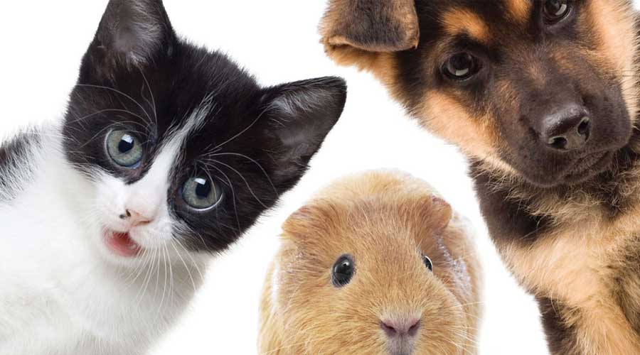 آموزش دامپزشکی و حیوانات خانگی